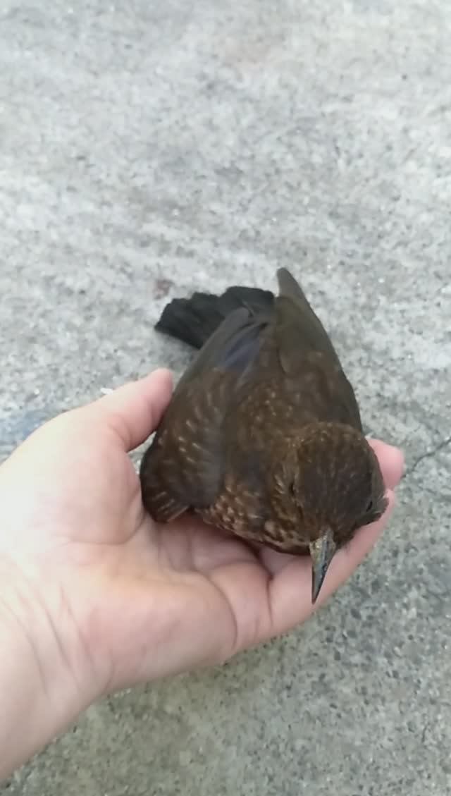 Знакомства с чёрным Дроздом 🐦🤗