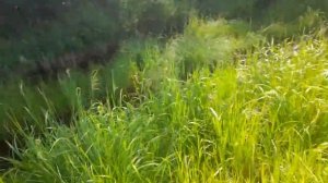 На Бамбуйку за хариусом 3. Медведь.