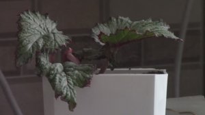 Черенок бегонии.