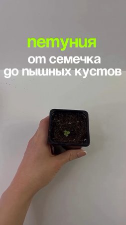 Сроки посева петунии 🌸