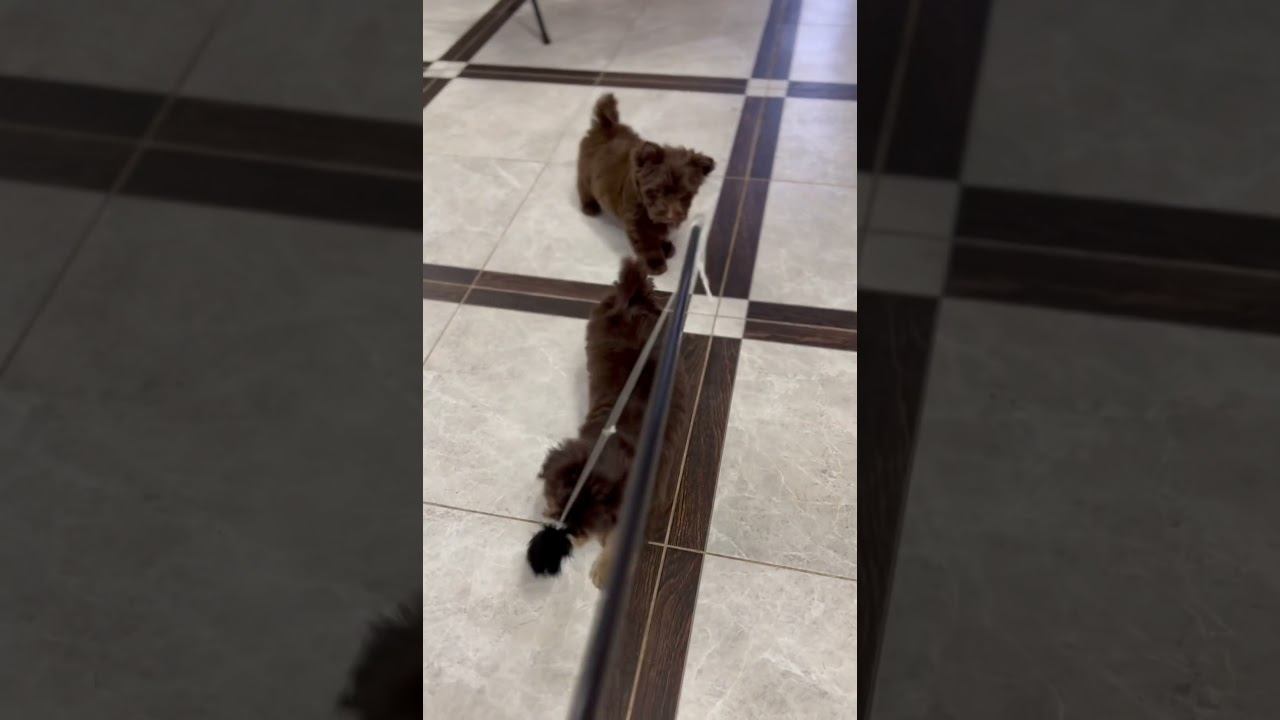 Шоколадные йорки! Самые лучшие компаньоны на всю жизнь! Мальчики свободны‼️