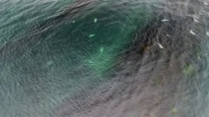 Котики п.Взморье