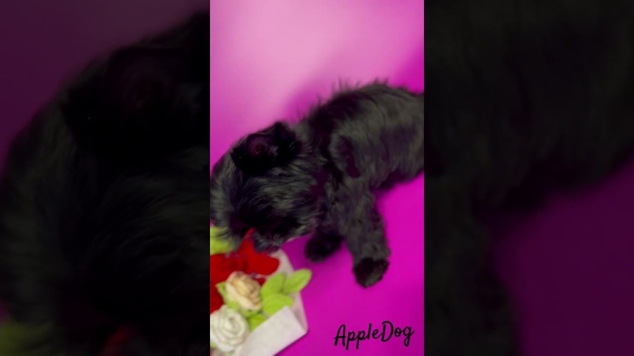 Черный йорк Бебифэйс Девочка  3 мес. ☎️89101888188 Ольга #puppy #щенок #йорк #york #black
