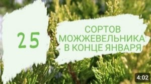 КАК ВЫГЛЯДЯТ 25 СОРТОВ МОЖЖЕВЕЛЬНИКА В КОНЦЕ ЯНВАРЯ. 28.01.2023 г.