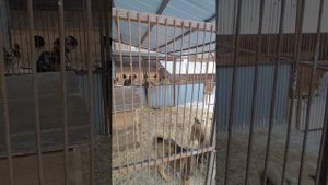 Приют для собак "Аськин Дом" на ул.Айвазовского...Красноярск