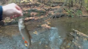 голавль на микроречке.ультралайт