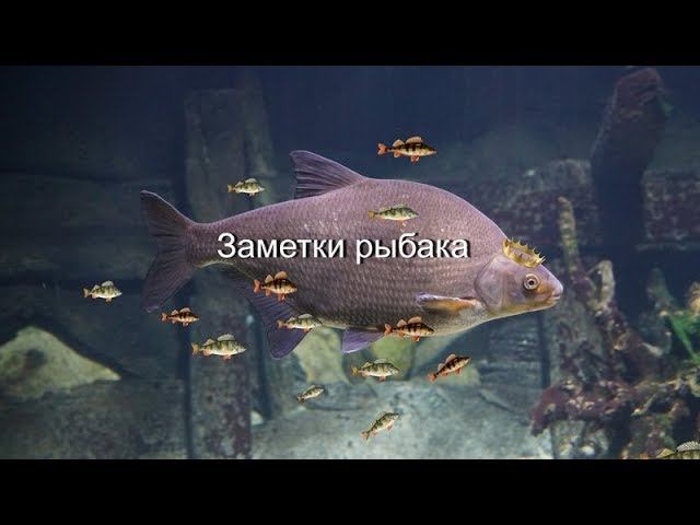 ЦАРЬ ЛЕЩЕЙ СО СВИТОЙ ОКУНЕЙ. Подводная съёмка и реакция рыбы.