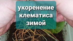 укоренение клематиса зимой