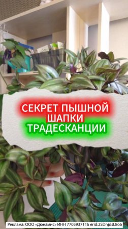 КАК РАСПУШИТЬ ТРАДЕСКАНЦИЮ - ФОРМИРУЕМ ПЫШНУЮ ШАПОЧКУ @sadovymir