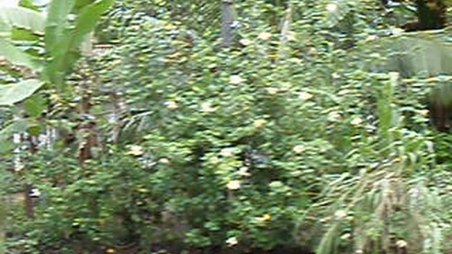 Шри ланка.Поезд Канди-Коломбо смотреть онлайн