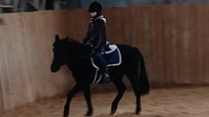 Даша и Наоми, работа с контактом. Тренировка с комментариями. #horse #equestrian #лошади #pony