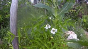 25 07 2018г Малина  Земляничная или Соблазнительная или тибетская.