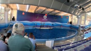 Тёма в дельфинарии