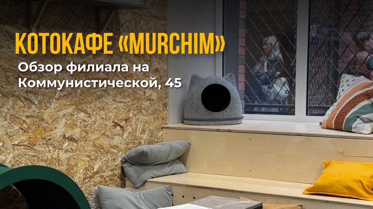 Котокафе «MURCHIM» в Новосибирске, обзор филиала на Коммунистической, 45