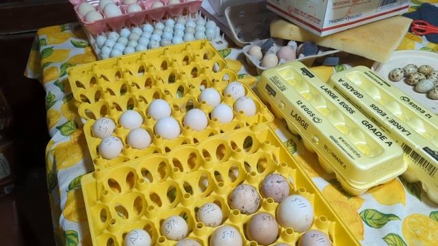 UNBOXING RARE EGGS - Grey JungleFowl, Mikado Pheasant, Celedon Quail, Mottled Houdan | Part 2