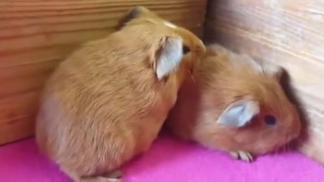 16 января 2022 г. смотреть онлайн