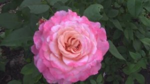 Роза Августа Луиза