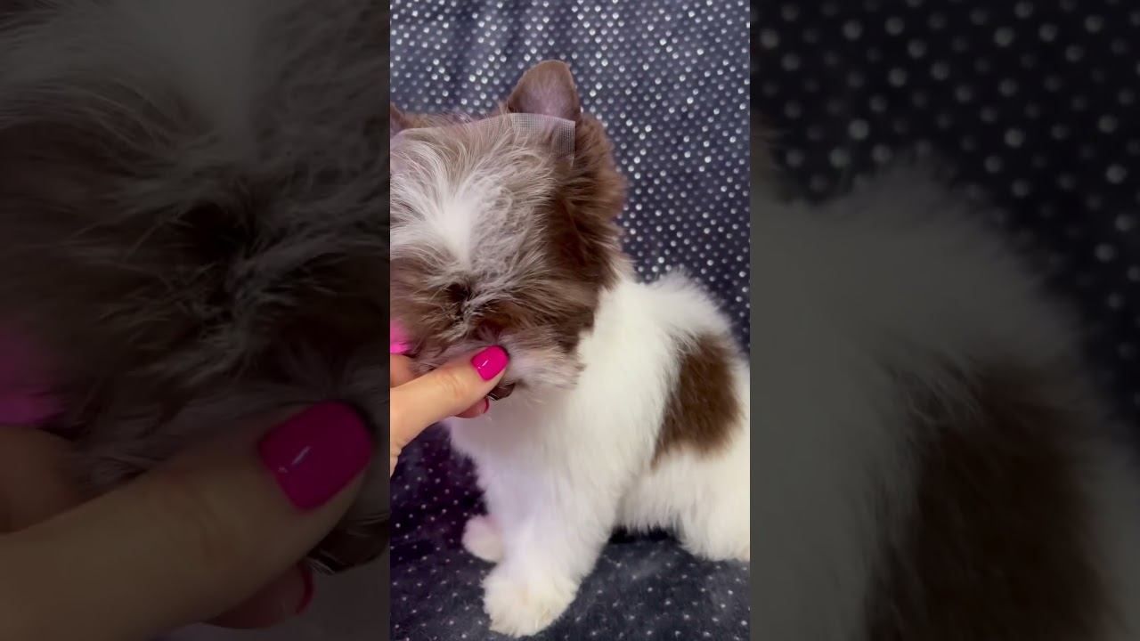 Кукольная девочка биройорк. 3 мес. Свободна‼️ #puppy #yorkie #цветныейорки #щенок