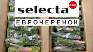 selecta (селекта) - еврочеренок 2024 год!