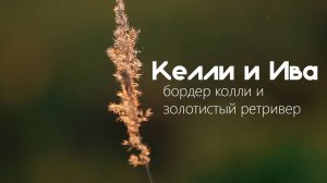 Келли и Ива
Бордер колли и Золотистый ретривер / Border collie end Golden retriver