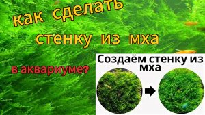 Как создать живую стенку аквариума из яванского мха: пошаговое руководство!