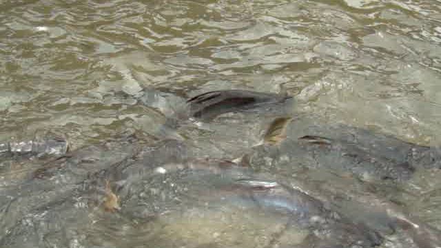 Таиланд 2012. Бангкок. Рыбы сомы смотреть онлайн