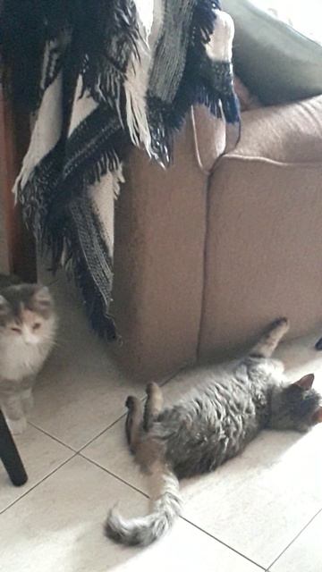 Кардиган и коты