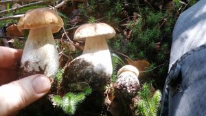 Ура началась грибная волна