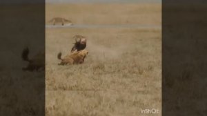 NG WILD RED DEER GIVING BIRTH 4K wildlife
