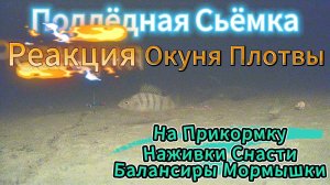 РЕАКЦИЯ ОКУНЯ ПЛОТВЫ НА ПРИКОРМКУ НАЖИВКИ СНАСТИ СЬЁМКА КАМЕРОЙ ФОКУСФИШ НА ГЛУБИНЕ 7 М НА ТЕЧЕНИИ