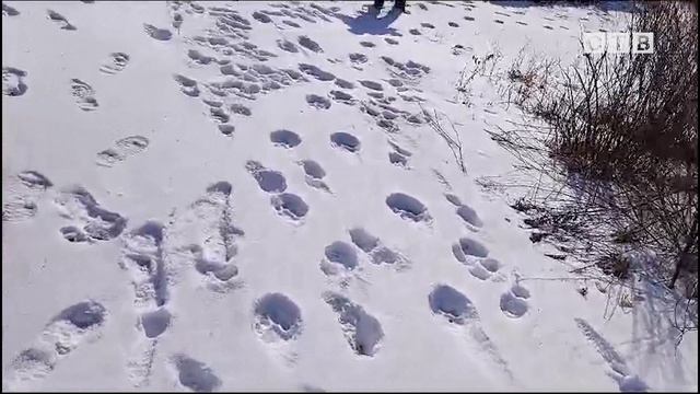Жители поселка Приморский ждут, когда же их избавят от опасного зверя