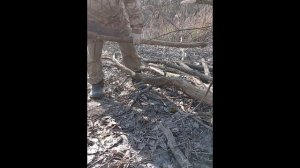 Мост да Винчи