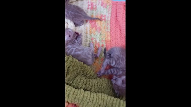 Бенгальские котята. Родились 19.01.2025 г. смотреть онлайн