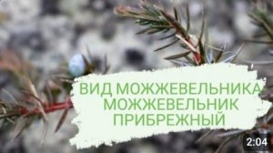 ВИД МОЖЖЕВЕЛЬНИКА- МОЖЖЕВЕЛЬНИК ПРИБРЕЖНЫЙ