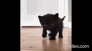 ХИТРЫЙ ВЛАД