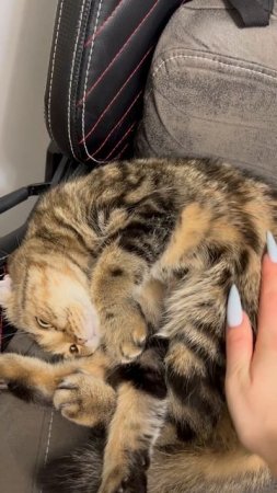 Шотландская вислоухая кошка 🐱