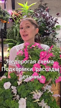 Недорогая схема подкормки рассады петунии
