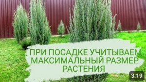 ПРИ ПОСАДКЕ УЧИТЫВАЕМ МАКСИМАЛЬНЫЙ РАЗМЕР РАСТЕНИЯ. 2.04.2023г.