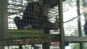 Пьяная обезьяна (жесть)