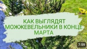 КАК ВЫГЛЯДЯТ МОЖЖЕВЕЛЬНИКИ В КОНЦЕ МАРТА. 30.03.2023г.
