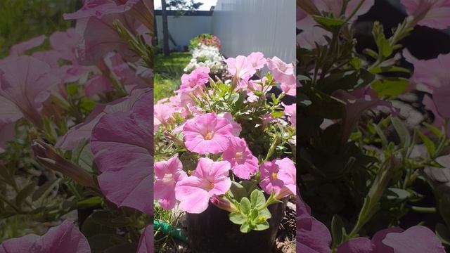 #цветы смотреть онлайн