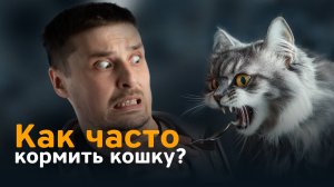 Сколько раз в день кормить кошку? Важные рекомендации по питанию и организация зоны кормления.
