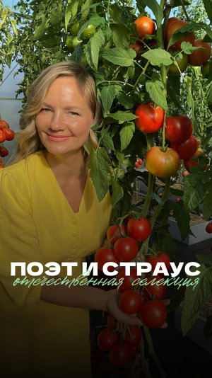 🍅 Томаты Поэт и Страус: отечественная селекция с ярким вкусом