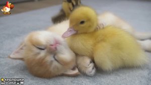 Утята и Цыплята - Кошки и котята - выпуск 86 Забавные Хвостики да Усики ❣️😍❣️