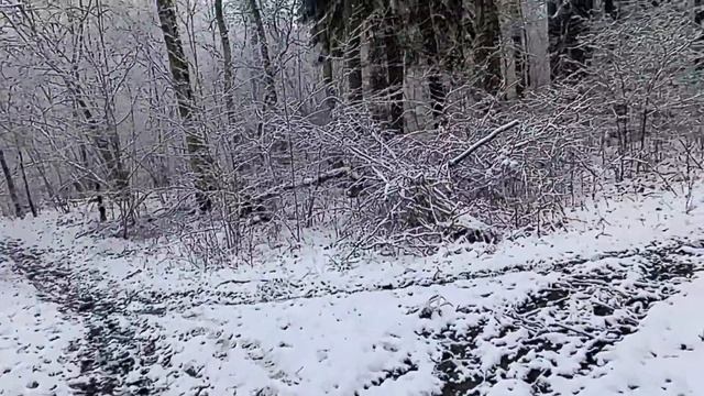 Папоротники разные.  Один давно умер, а второй и под снегом зеленый.