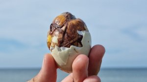 Самое противный деликатес в Азии . Как приготовить Балут