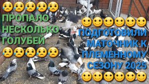 😥😥😥 Пропали несколько голубей. Подготовка маточника к племенному сезону 2025. Николаевские голуби