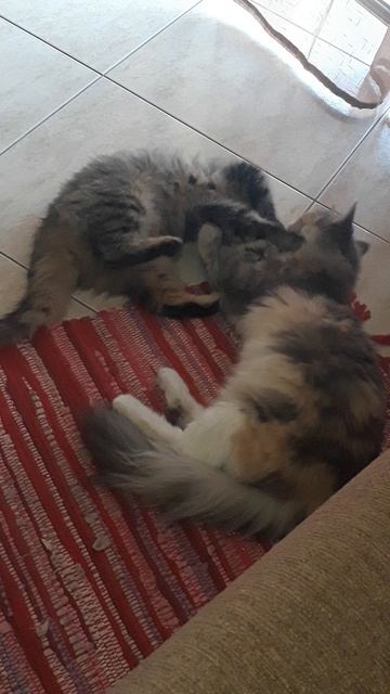 Подружки начистят друг другу мордашки