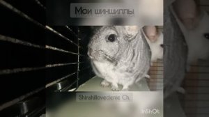 Подборка лучших приколов с шиншиллам №3. смешные приколы про шиншилл Funny chinchillas