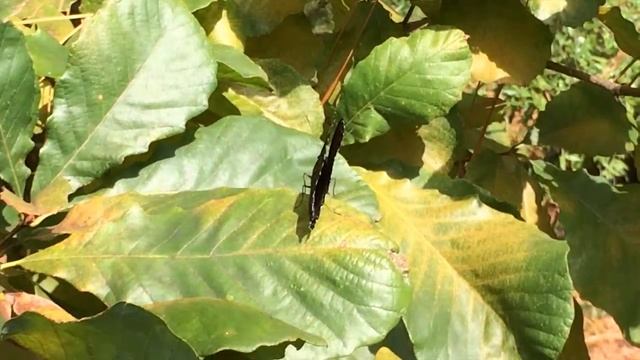 ENTO (BIOL 5442): Quick demonstration of behavioral thermoregulation by a red-spotted purple